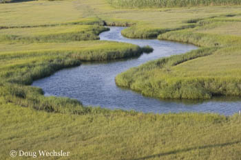 Salt Marsh early summer _F2B6715.jpg - 40616 Bytes